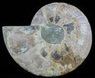 Cut Ammonite Fossil (Half) - Agate Preservation #51246-1